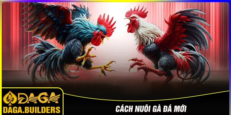 cách nuôi gà đá mới