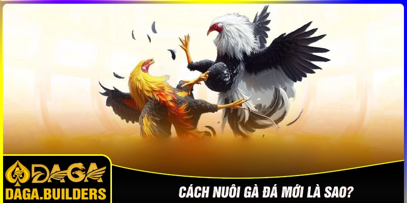 Cách nuôi gà đá mới là gì?