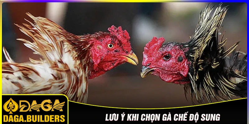 Lưu ý quan trọng khi chọn chế độ ăn gà đá sung