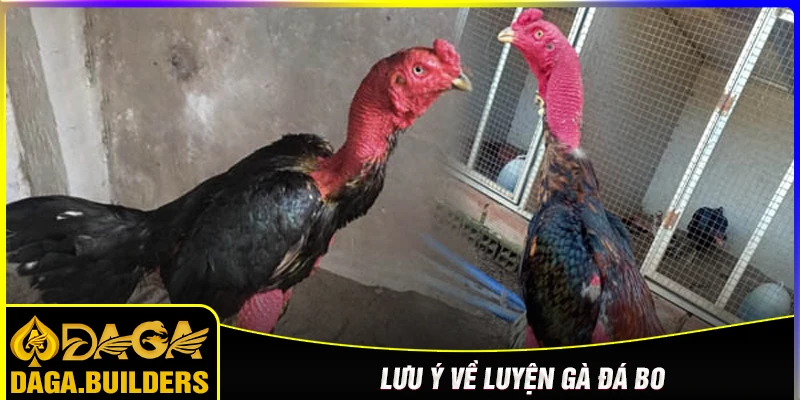 Lưu ý quan trọng khi luyện gà đá bo