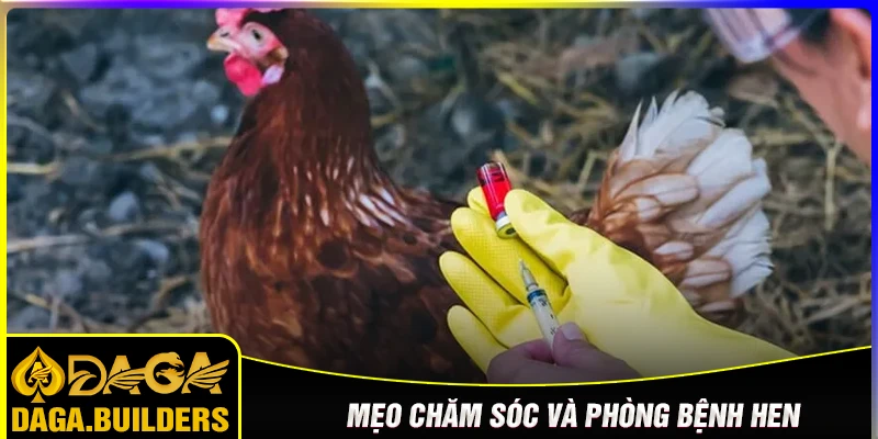 Mẹo chăm sóc và phòng bệnh hen gà đá hay